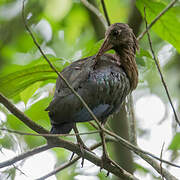 Ibis de Sao Tomé