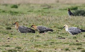 Andean Ibis