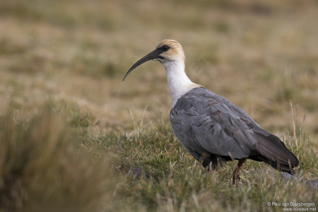 Andean Ibisadult