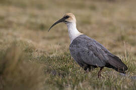 Andean Ibis