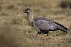 Ibis des Andes