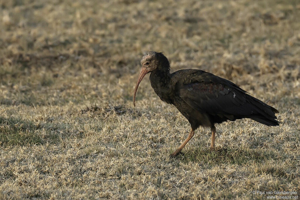 Southern Bald Ibisimmature