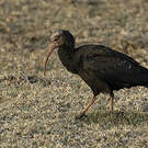 Ibis du Cap