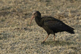 Southern Bald Ibis