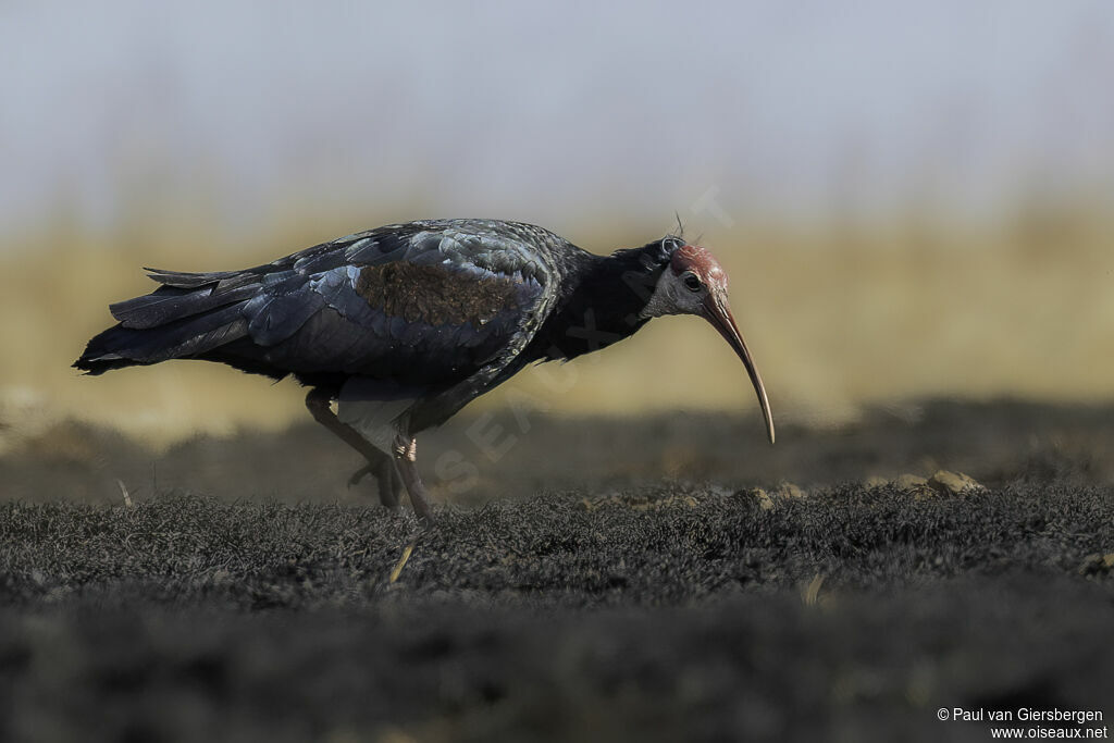 Southern Bald Ibisadult