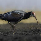 Ibis du Cap