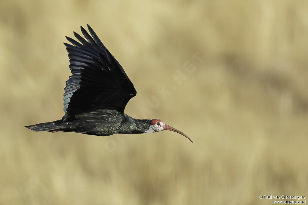 Southern Bald Ibisadult