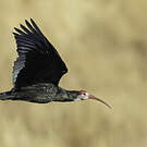 Ibis du Cap
