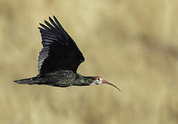 Southern Bald Ibis