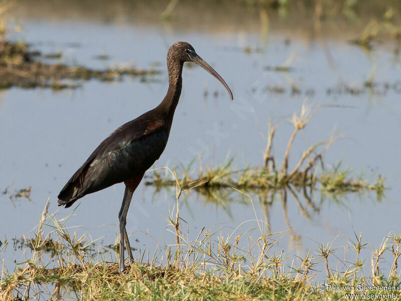 Ibis falcinelle