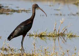 Glossy Ibis