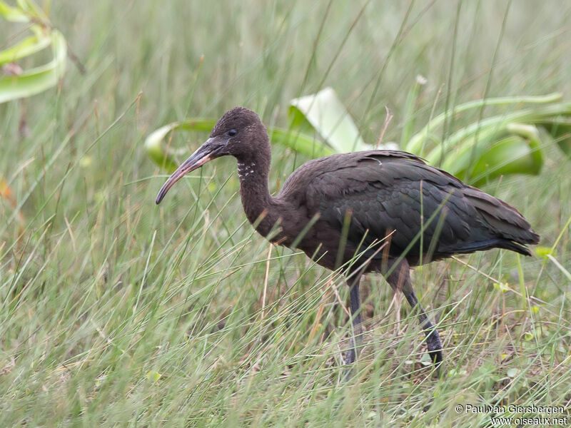 Ibis falcinelle