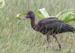 Ibis falcinelle