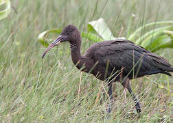 Glossy Ibis