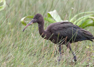 Ibis falcinelle