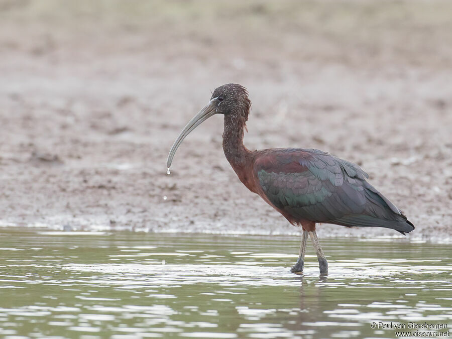 Ibis falcinelleadulte