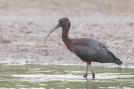 Ibis falcinelle