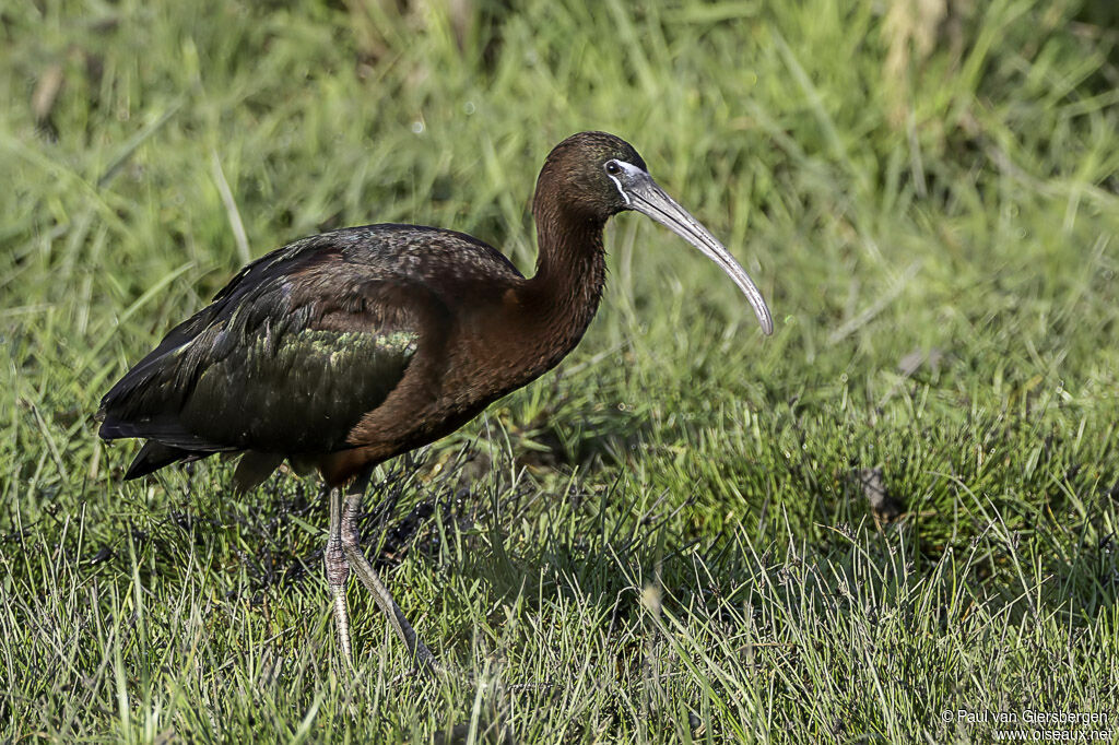 Ibis falcinelleadulte