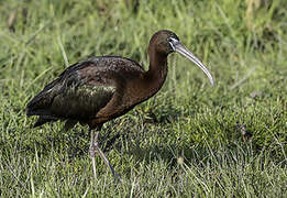 Glossy Ibis