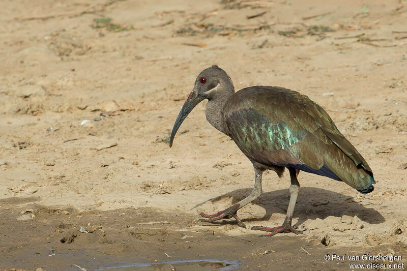 Hadada Ibis