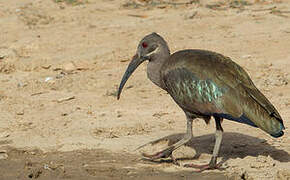 Hadada Ibis