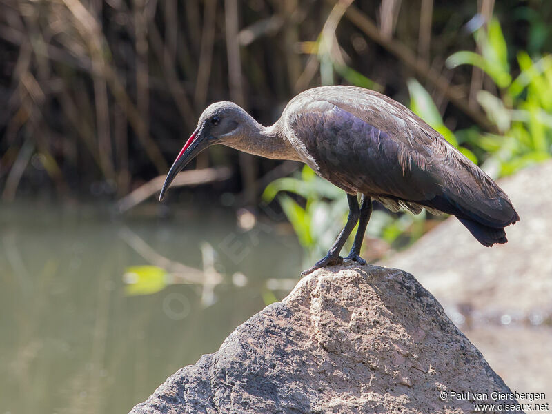 Hadada Ibis