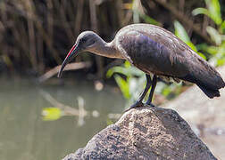 Hadada Ibis