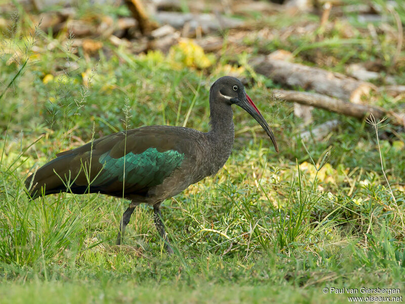 Hadada Ibis