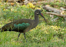 Hadada Ibis