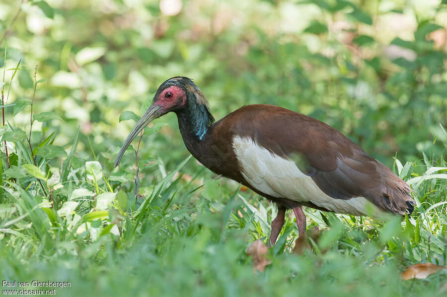 Ibis huppéadulte, identification