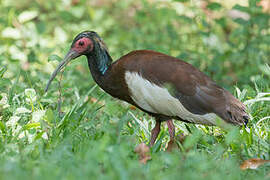 Madagascar Ibis