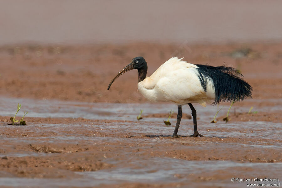 Malagasy Sacred Ibisadult