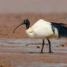 Ibis malgache