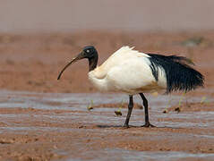 Malagasy Sacred Ibis