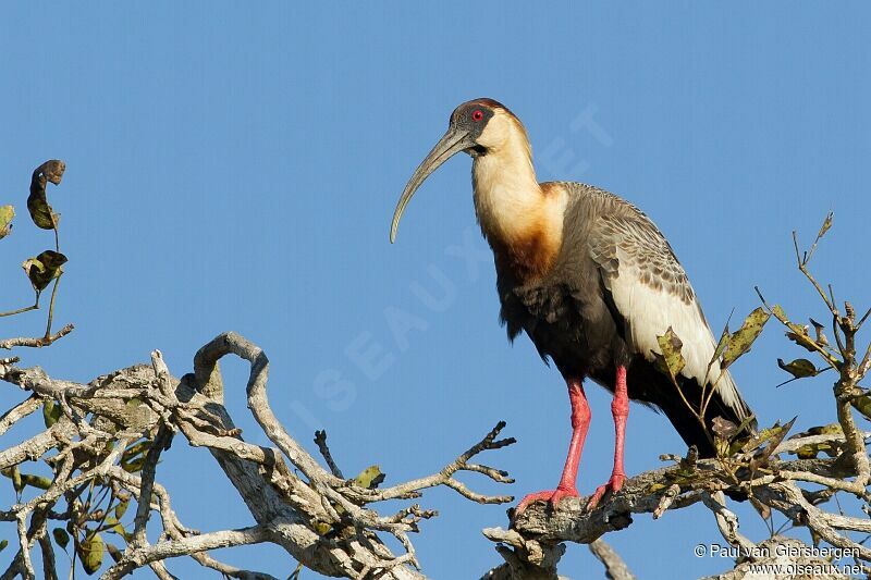 Buff-necked Ibis