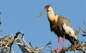 Buff-necked Ibis