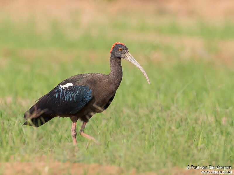 Ibis noir