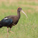Ibis noir