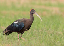 Red-naped Ibis