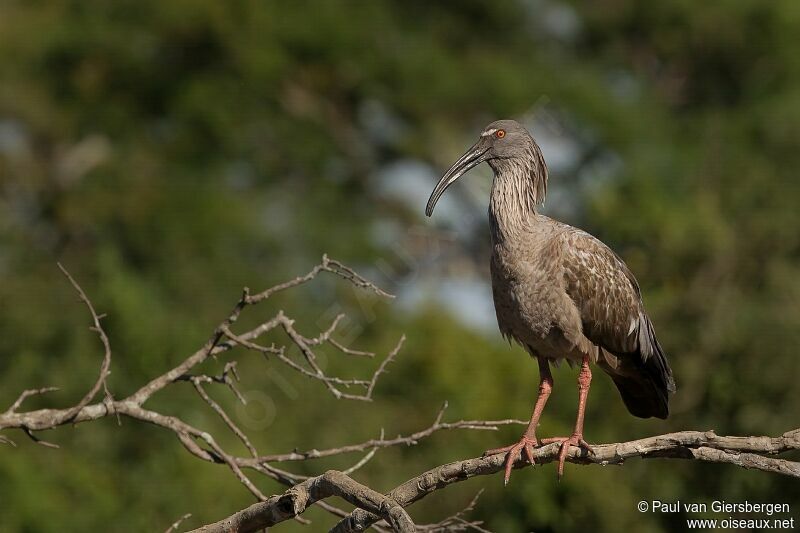 Ibis plombé