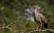 Ibis plombé