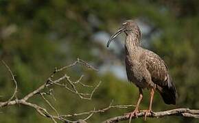 Plumbeous Ibis