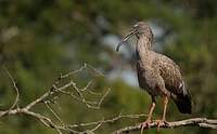 Ibis plombé