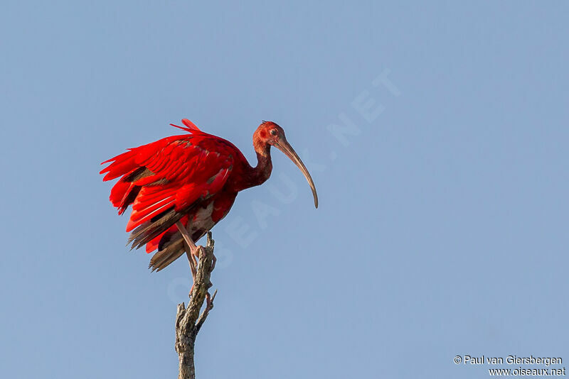 Ibis rouge