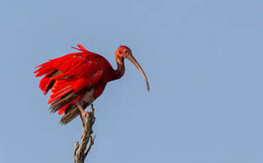 Ibis rouge