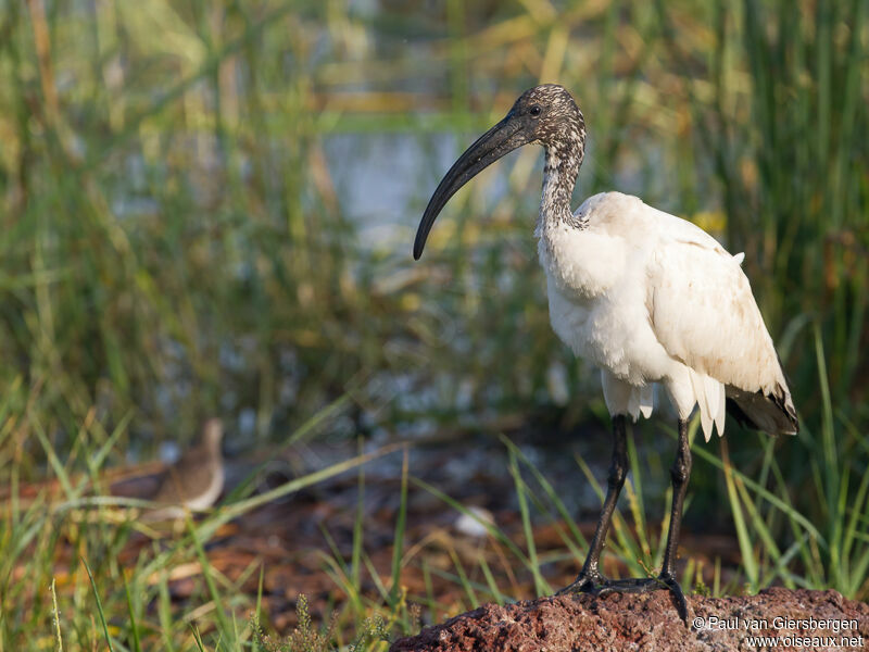 African Sacred Ibis