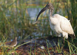 African Sacred Ibis