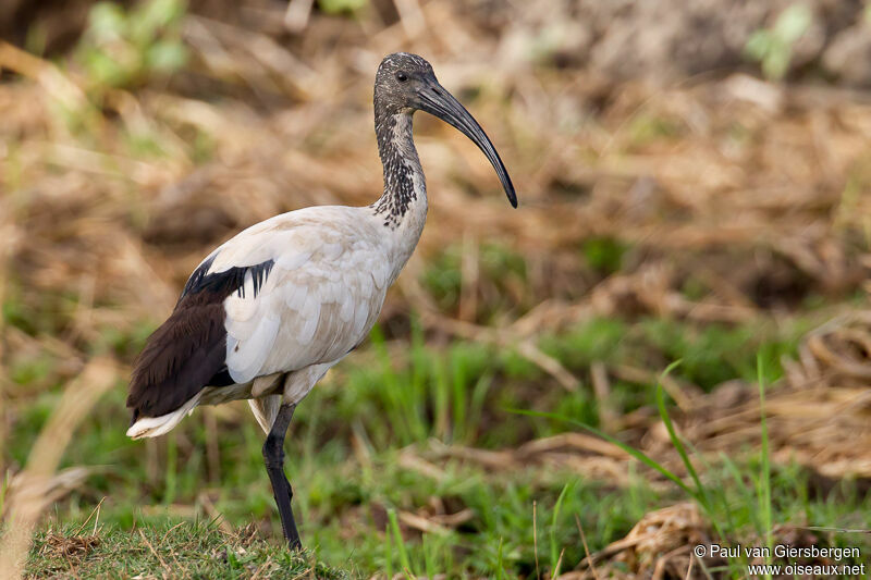 African Sacred Ibis