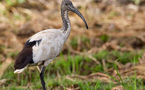 African Sacred Ibis