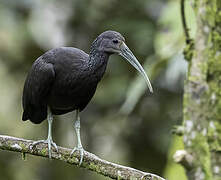 Green Ibis